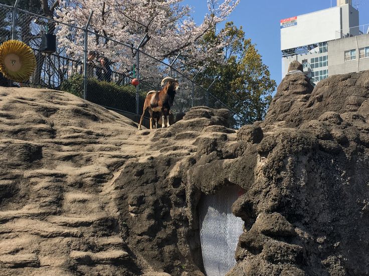 Osaka Tennoji Zoo\Discovering the Hidden Gems of Osaka Shinsekai Riverview: A Cultural Journey Through Japan