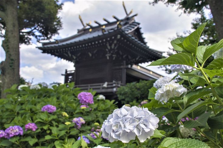 Bunkyo Hydrangea Matsuri;10 Top Things to Do in Ikebukuro | Ikebukuro Attractions