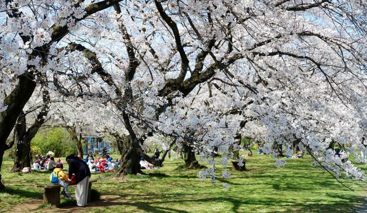 Koishikawa Botanical Garden.10 Top Things to Do in Ikebukuro | Ikebukuro Attractions