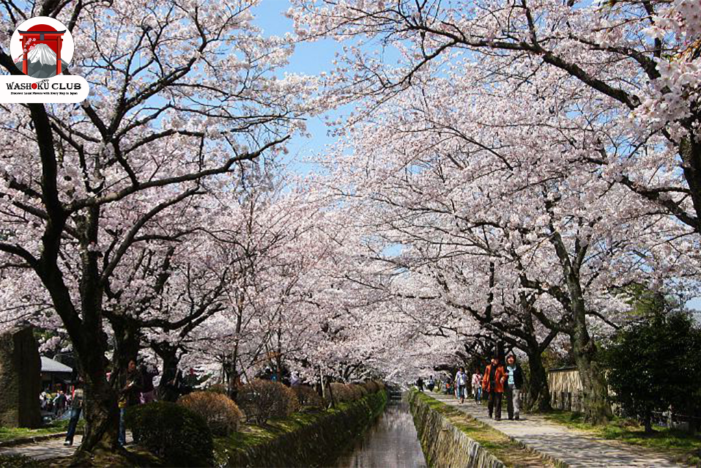 Sakura in Kyoto 2025 : Best Blooming Spots & Travel Guide