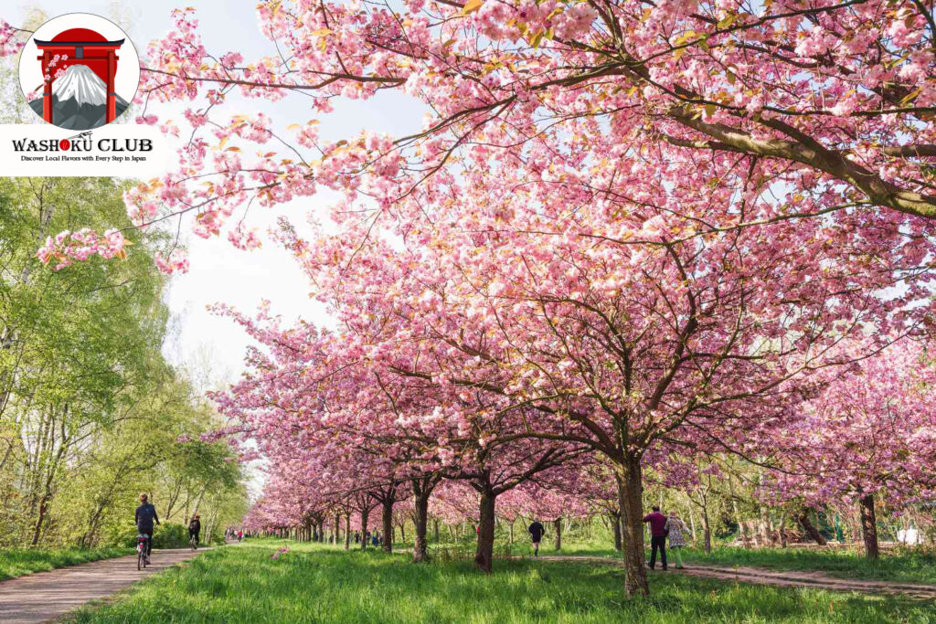 Cherry blossoms in Shinjuku Gyoen Tokyo