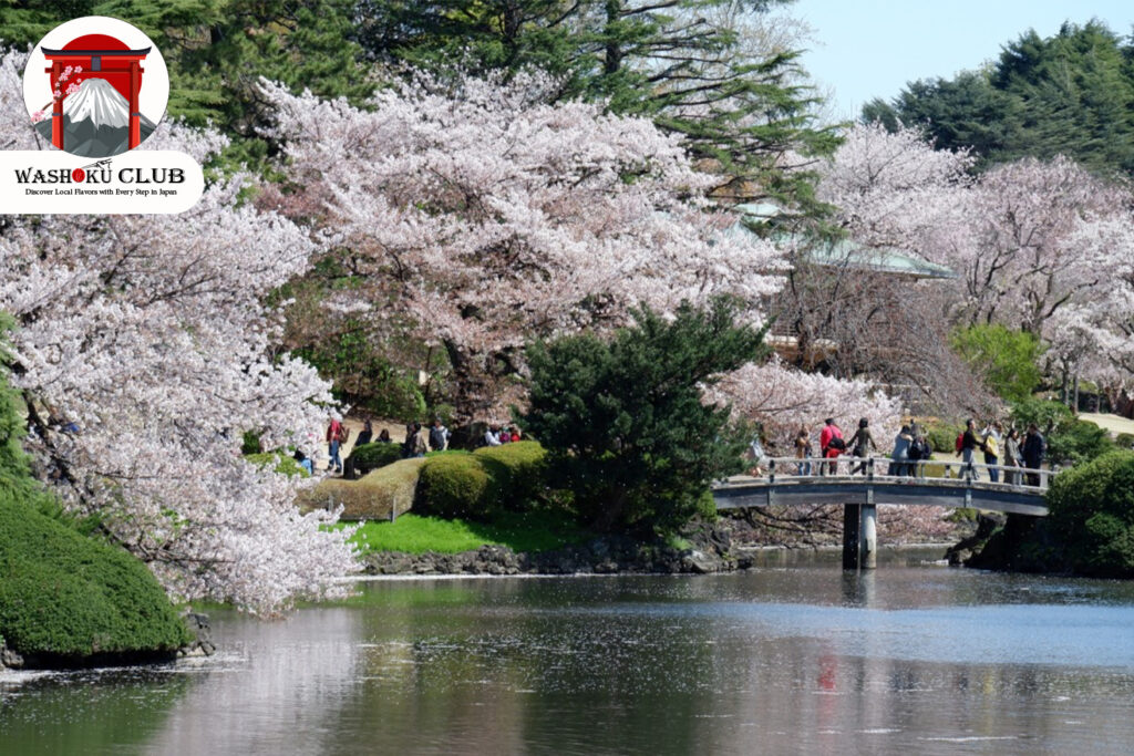 Shinjuku Gyoen : A Sakura Paradise for Enthusiasts