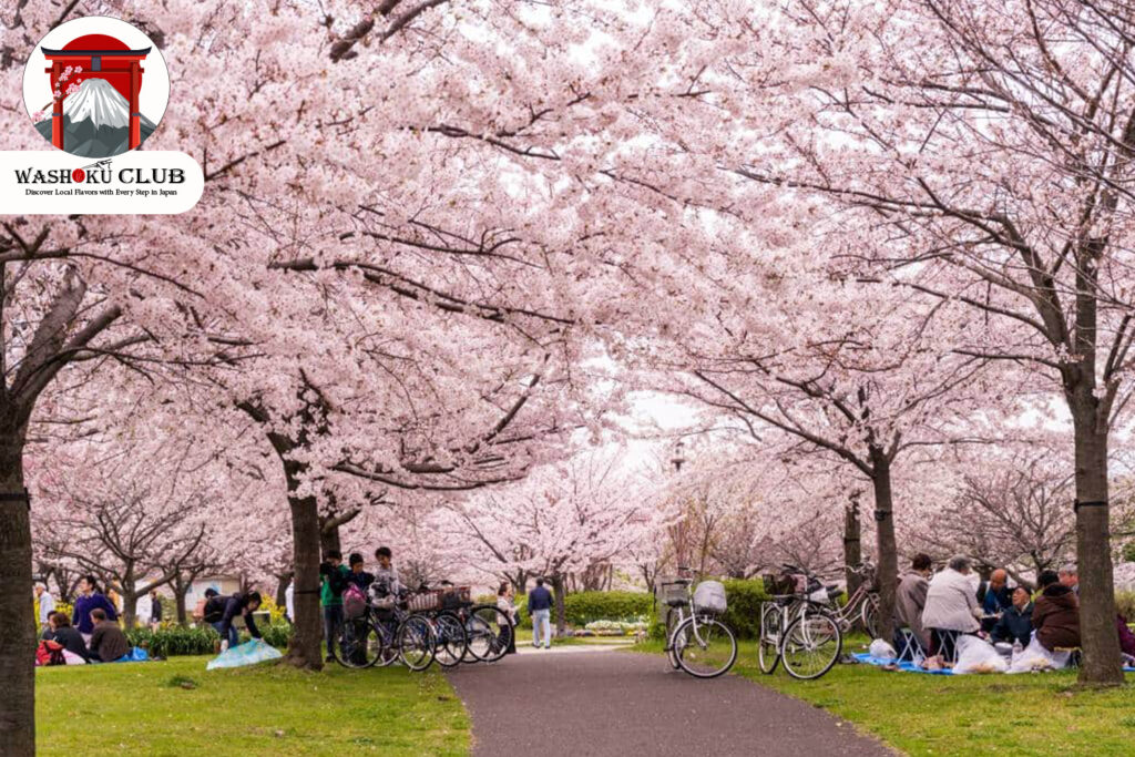 Sakura trees at Ueno Park Tokyo during peak bloom