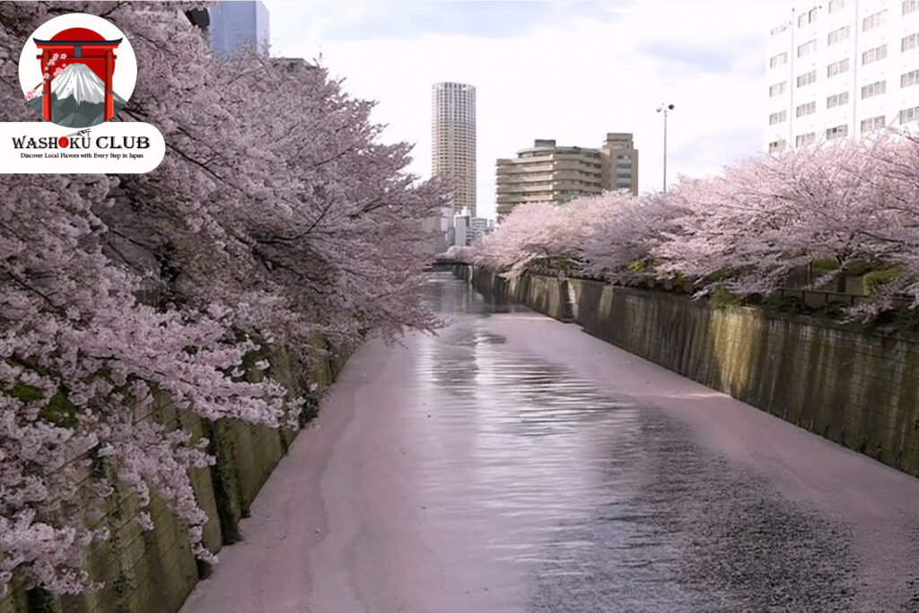 Meguro River : Most Instagrammable Sakura Spot in Tokyo