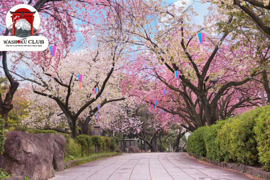 Asukayama Park : A Local Secret for Cherry Blossom Viewing