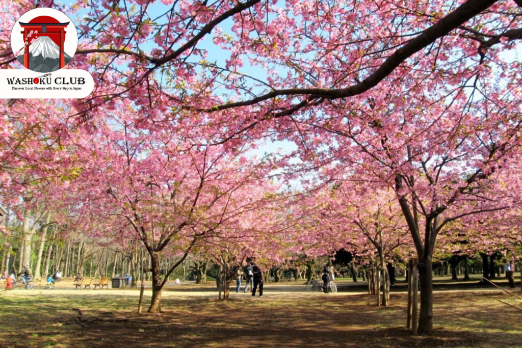 Yoyogi Park : The Perfect Hanami Picnic Spot