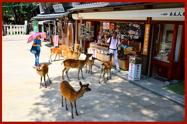The Best Restaurants in Nara 2025: What to Eat and Where to Dine in Japan’s Ancient Capital